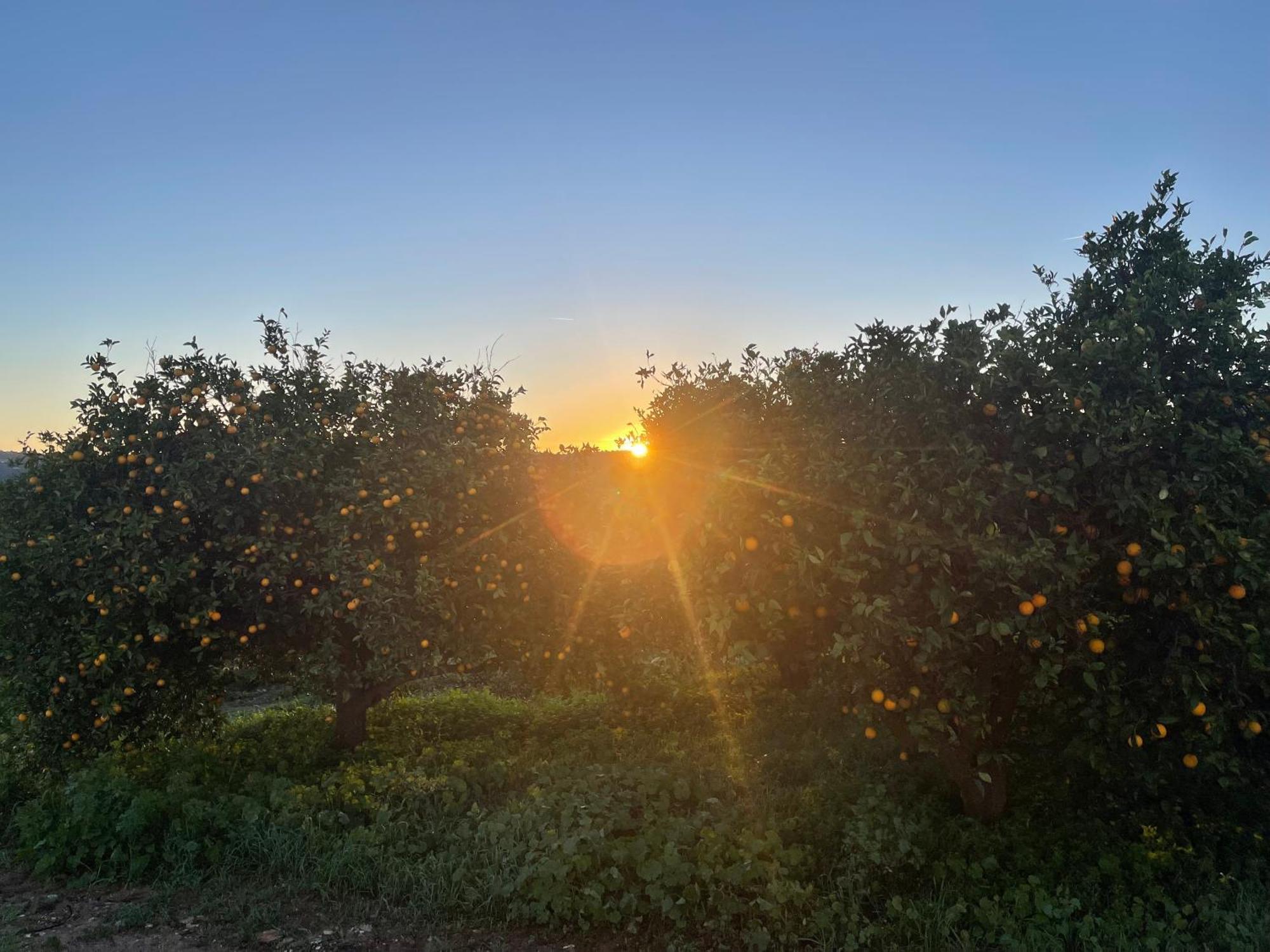 Orange Grove Residence Silves Εξωτερικό φωτογραφία
