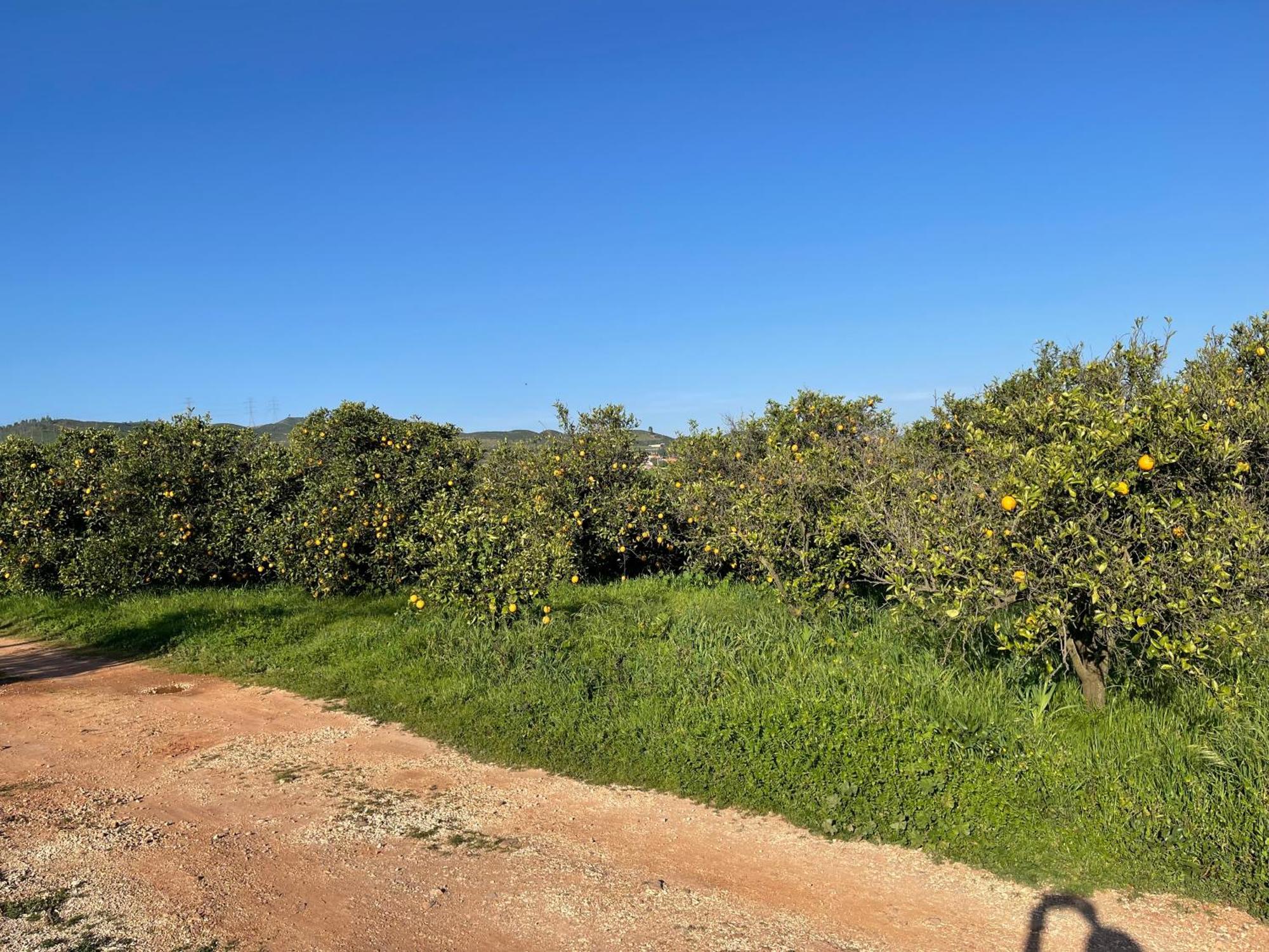 Orange Grove Residence Silves Εξωτερικό φωτογραφία
