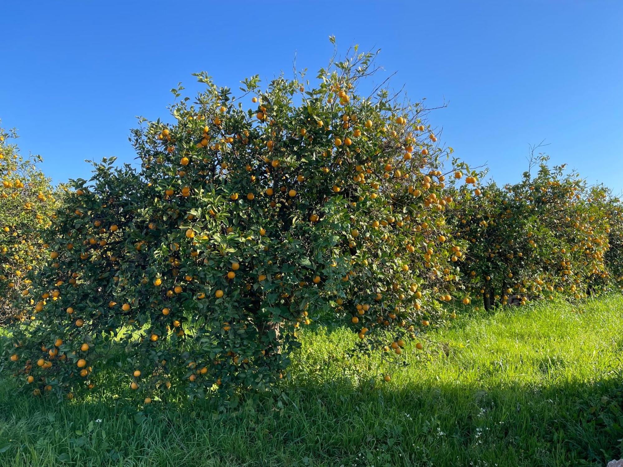 Orange Grove Residence Silves Εξωτερικό φωτογραφία