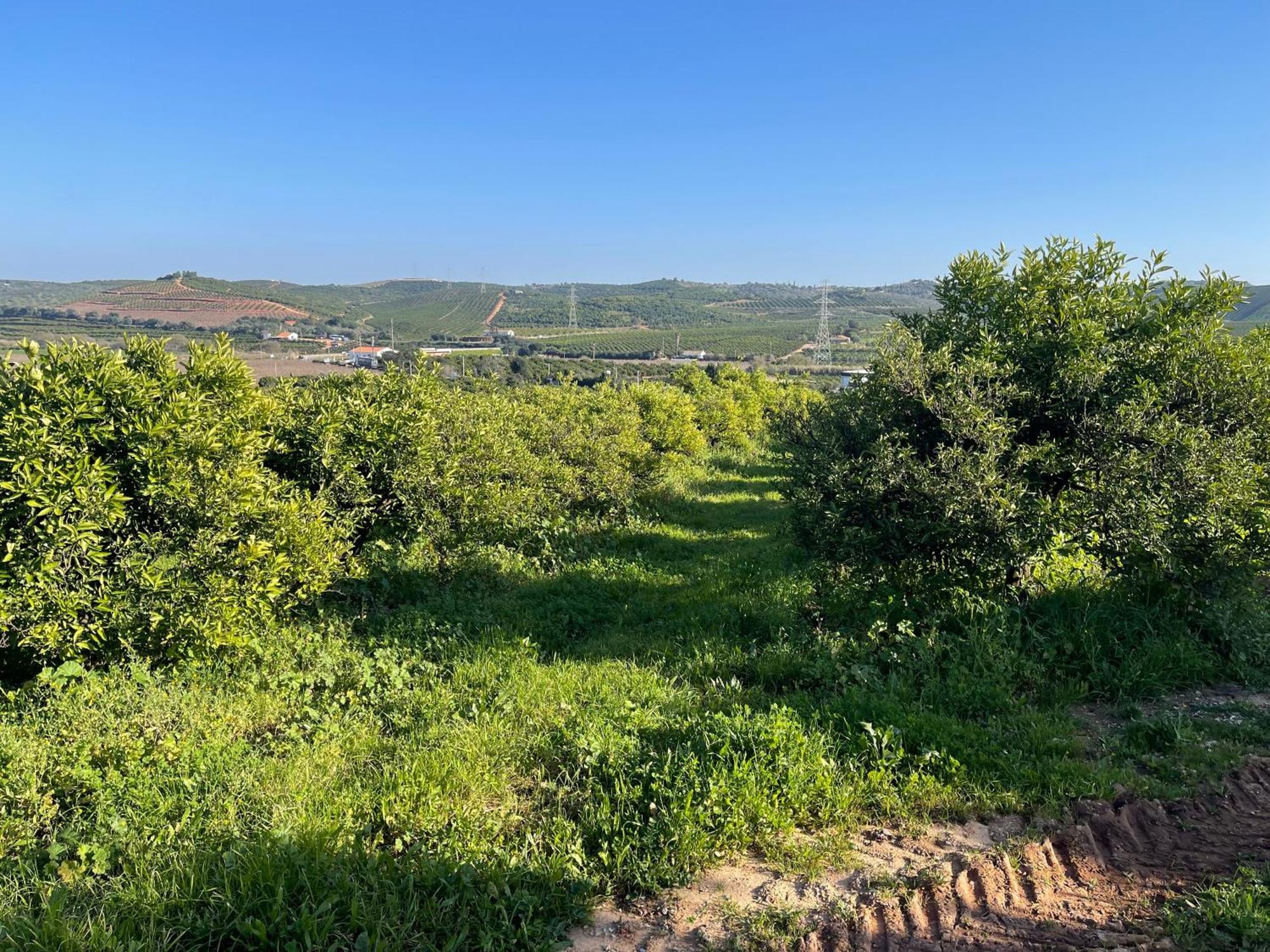 Orange Grove Residence Silves Εξωτερικό φωτογραφία
