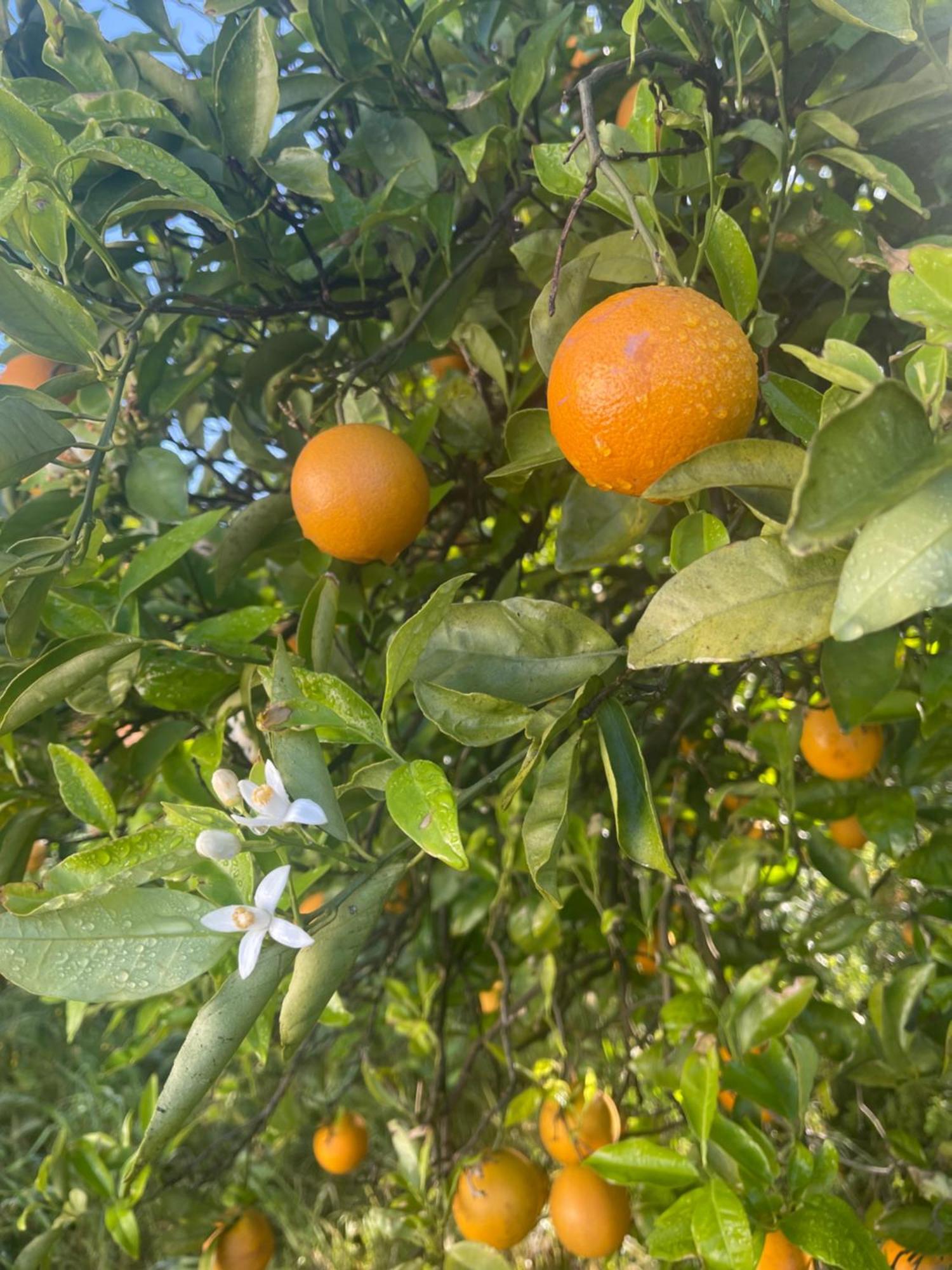 Orange Grove Residence Silves Εξωτερικό φωτογραφία